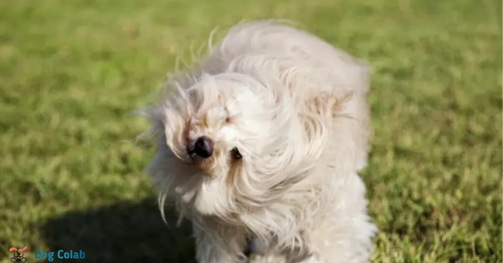 why does my dog shake when i pet him
