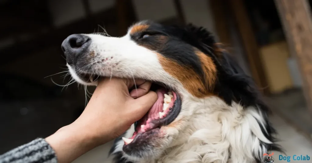 what does it mean when dogs hold your hand
