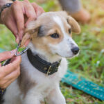Putting a Prong Collar on Your Dog